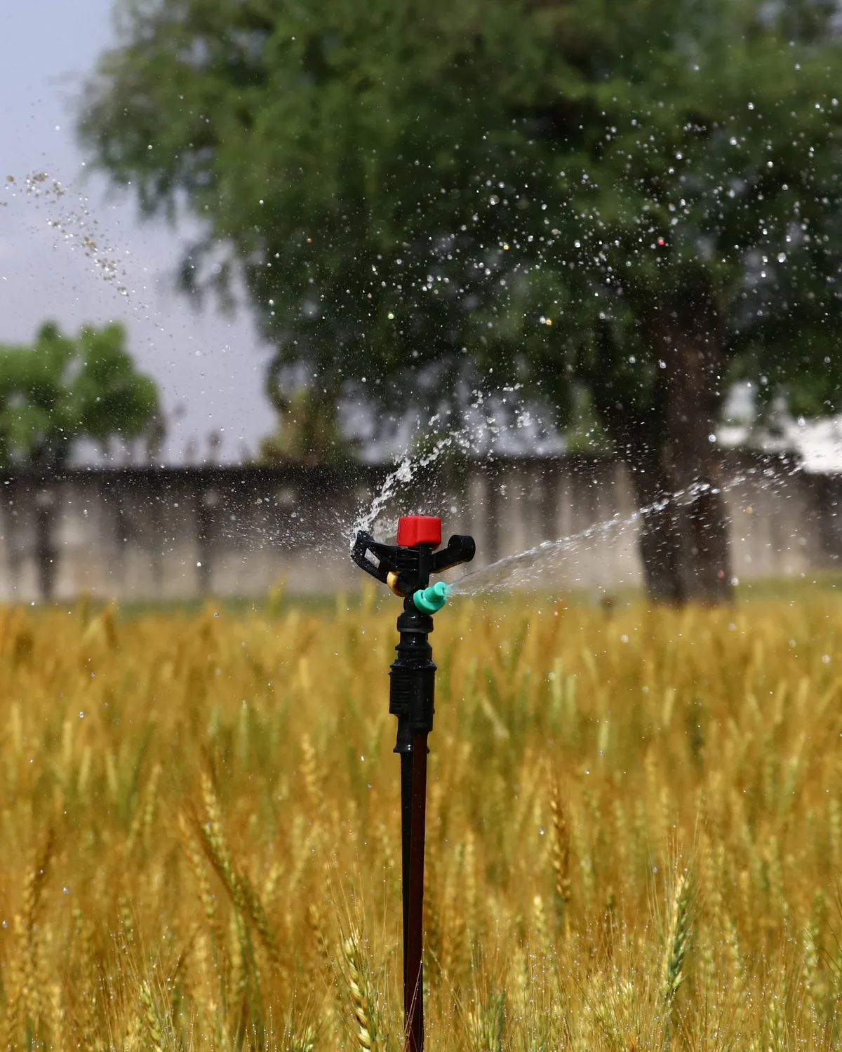 Overhead Irrigation