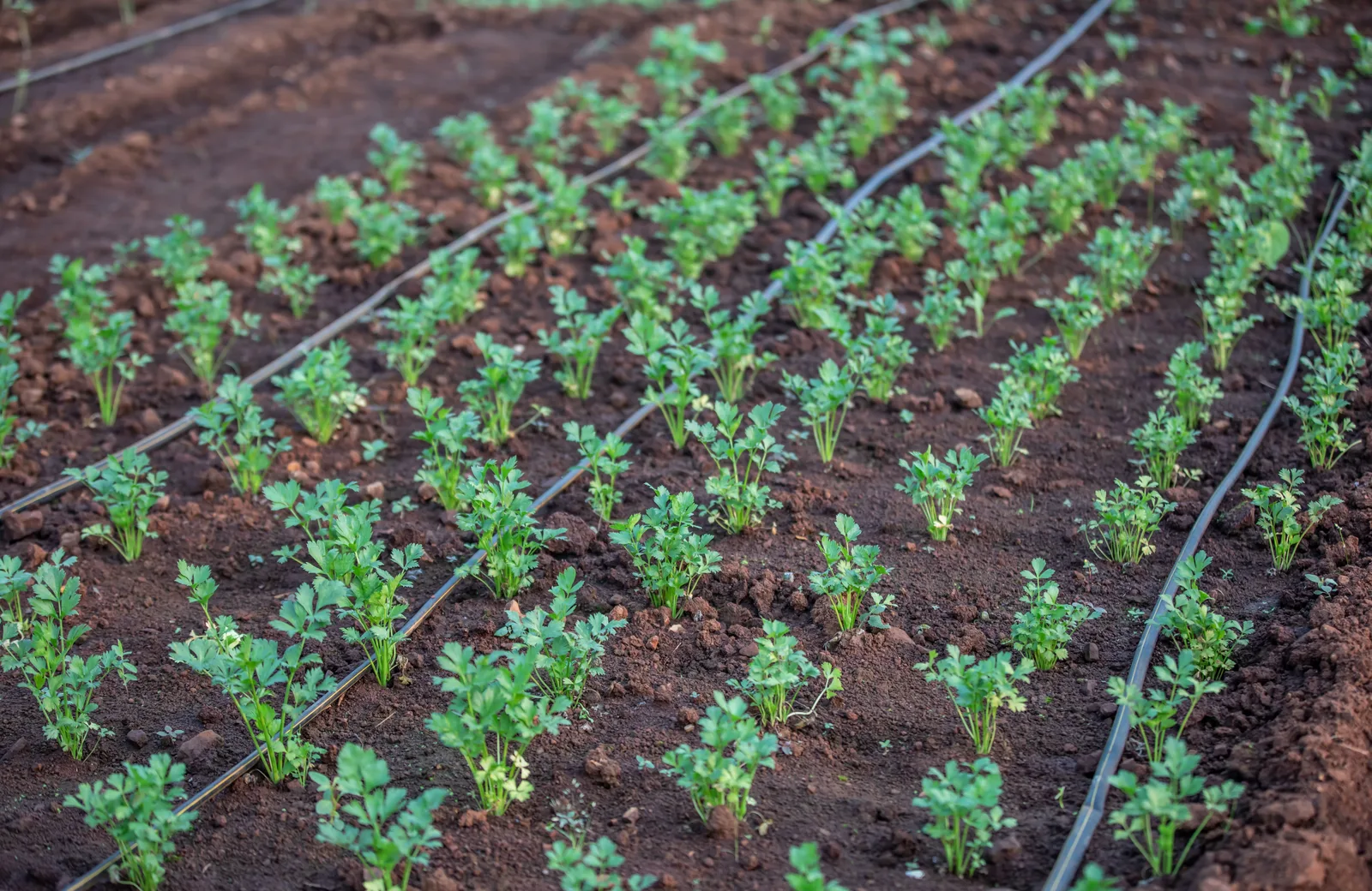 Drip Irrigation